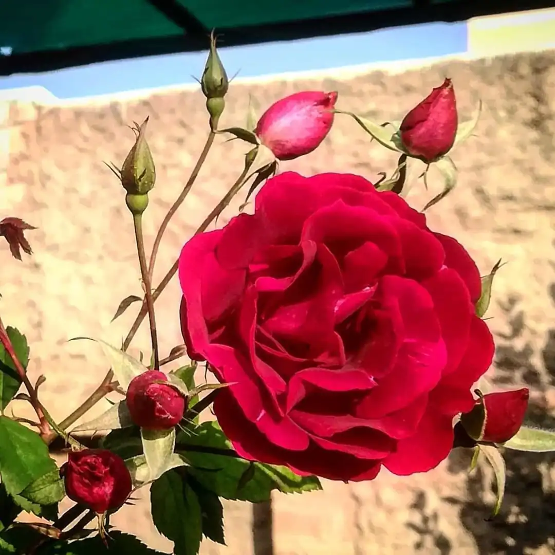 Rose Kashmiri Plant